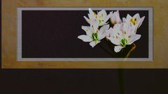 Ein Rahmen setzt die Blüte in Szene