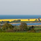 Ein Raps mit Ostseeblick