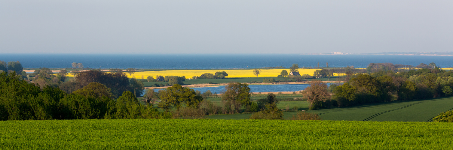 Ein Raps mit Ostseeblick