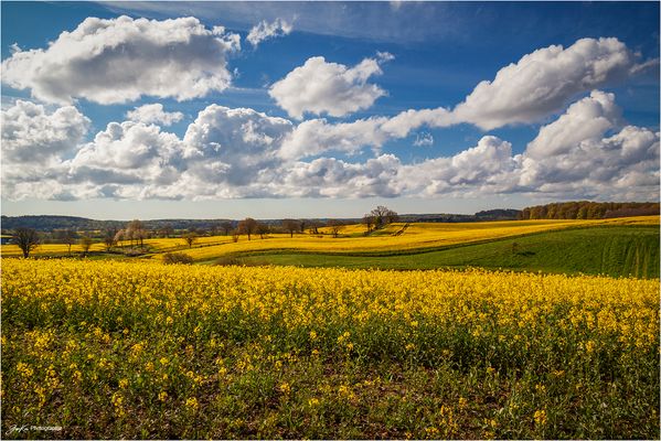 ein Rapsbild muss sein