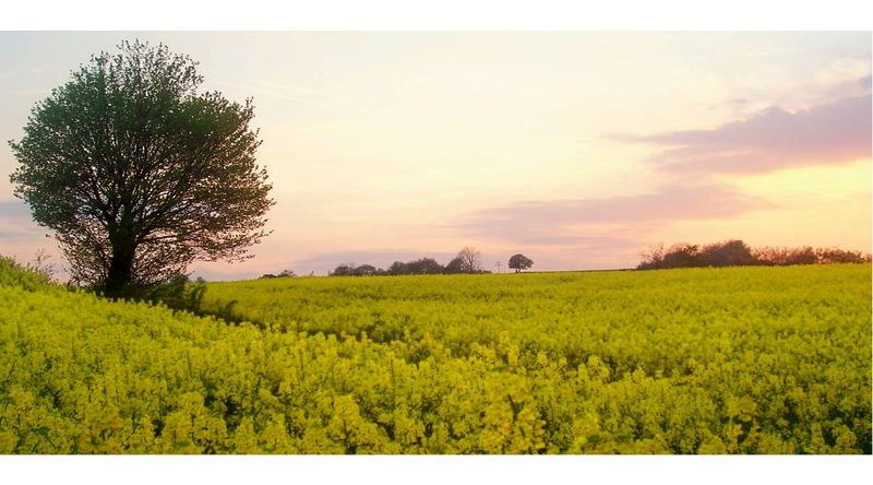 ein Rapsfeld - abendliche Stimmung