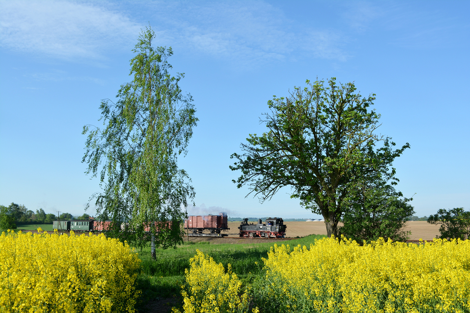 Ein Rapsfeld am Birnenweg