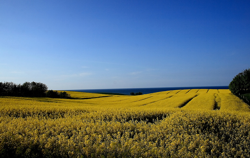 Ein Rapsfeld am Meer