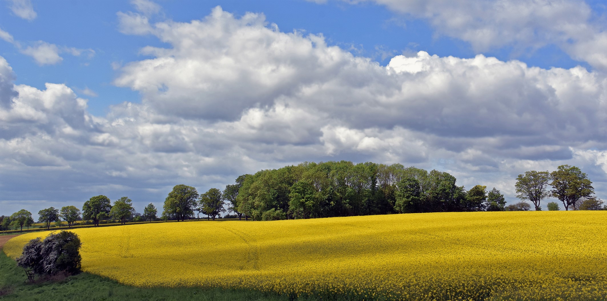 Ein Rapsfeld auf dem Haarstrang...