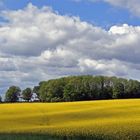 Ein Rapsfeld auf dem Haarstrang...