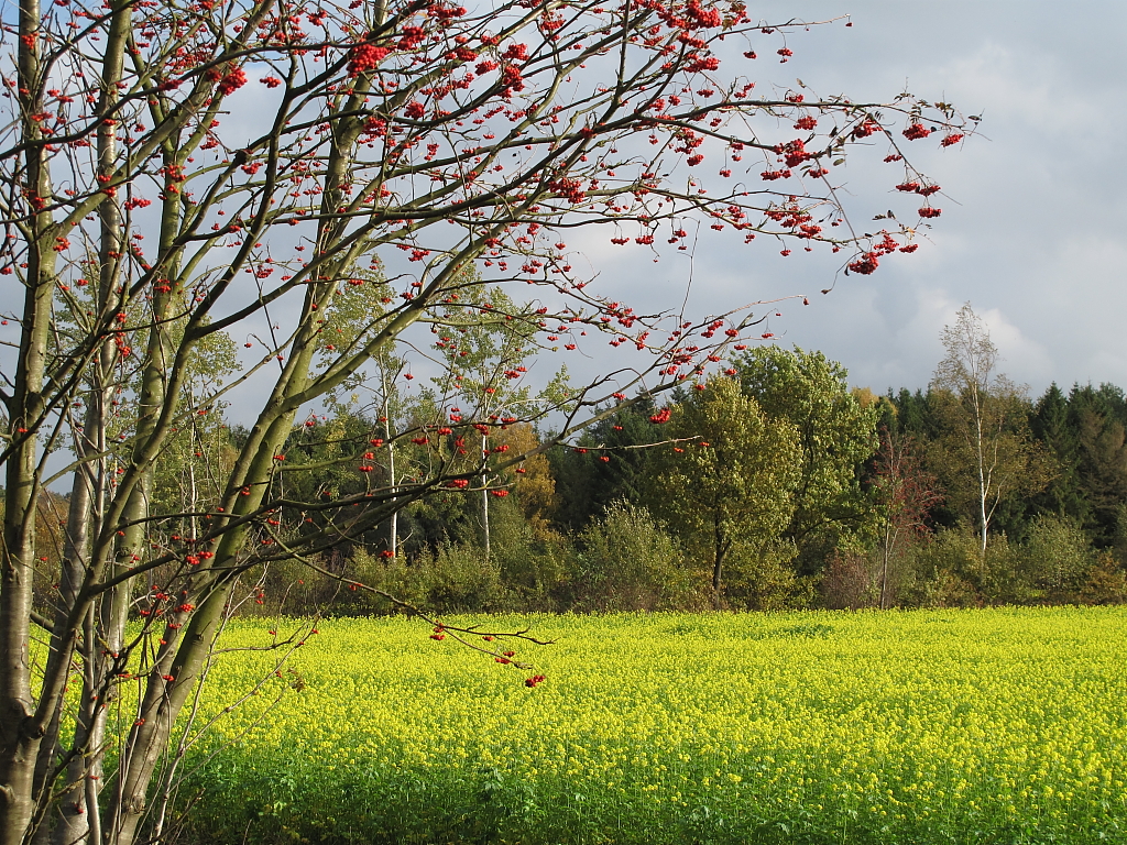 Ein Rapsfeld bei Wesel in der Nordheide