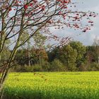 Ein Rapsfeld bei Wesel in der Nordheide