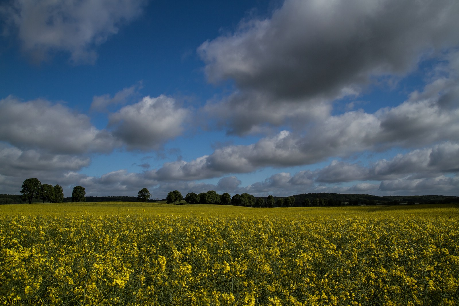 Ein Rapsfeld