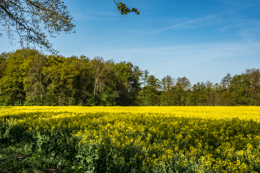 Ein Rapsfeld geht noch!