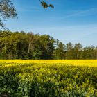 Ein Rapsfeld geht noch!