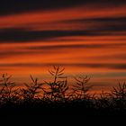 Ein Rapsfeld im Sonnenuntergang