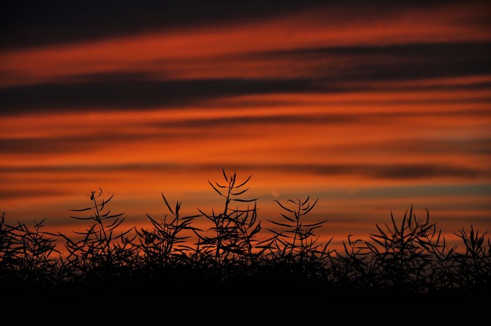 Ein Rapsfeld im Sonnenuntergang