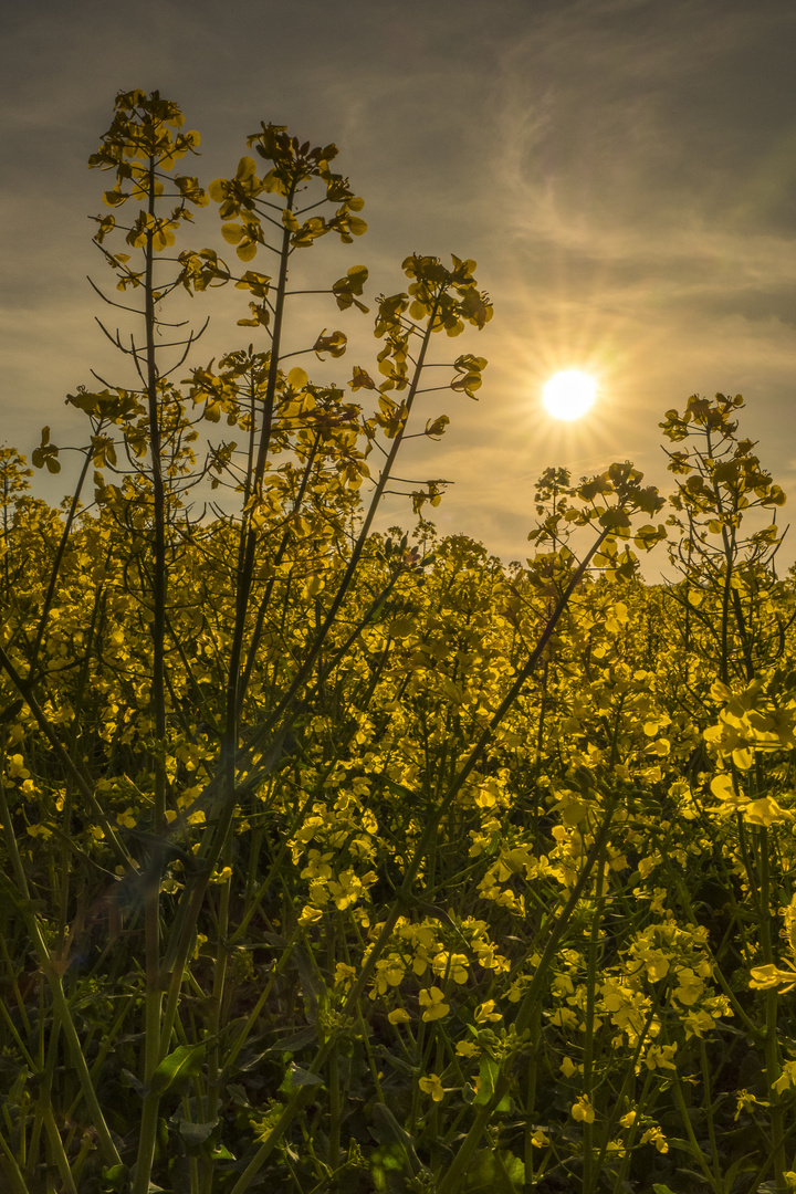 Ein Rapsfeld in der Abendsonne