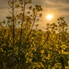 Ein Rapsfeld in der Abendsonne