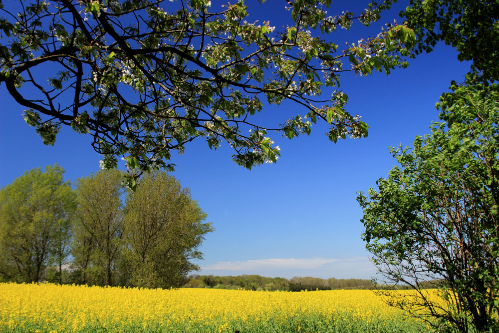 Ein Rapsfeld in Mecklenburg- Vorpommern