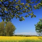 Ein Rapsfeld in Mecklenburg- Vorpommern