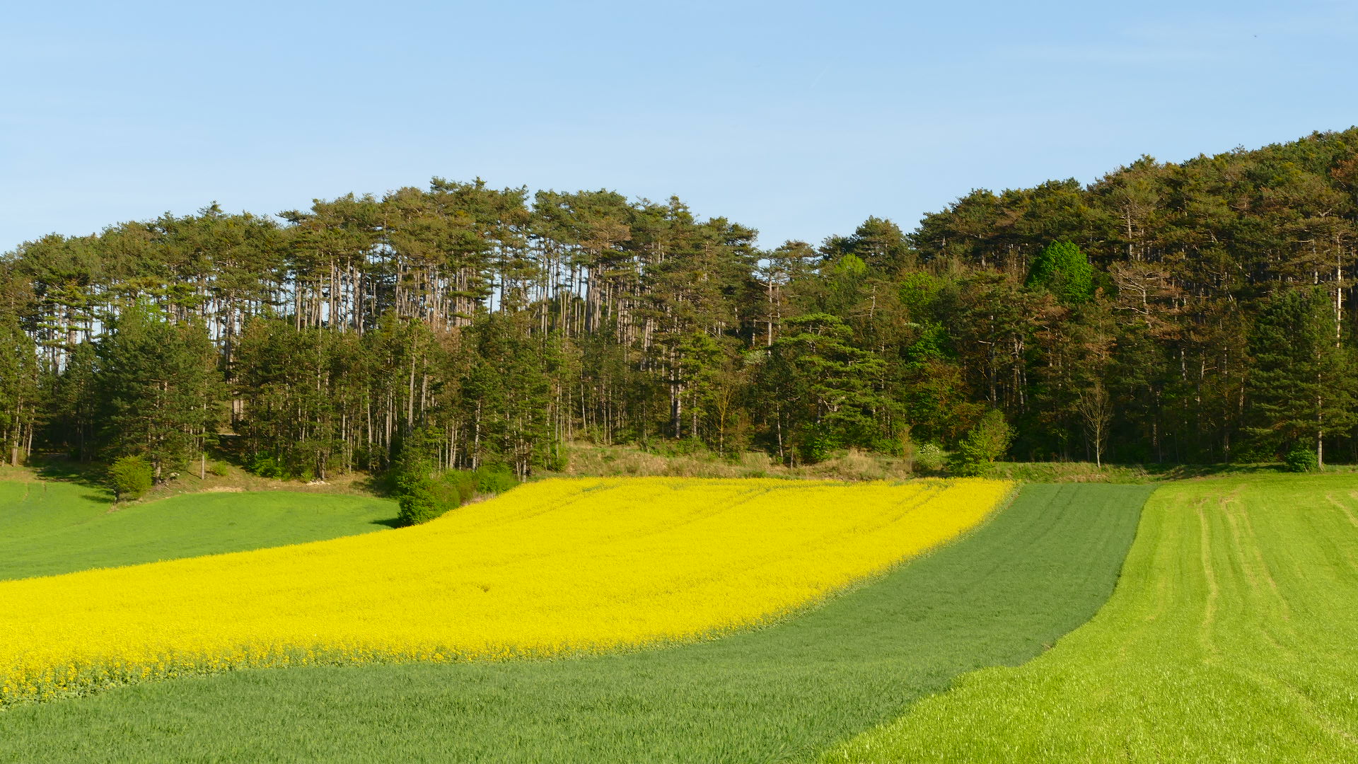 Ein Rapsfeld nahe Berndorf