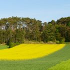 Ein Rapsfeld nahe Berndorf