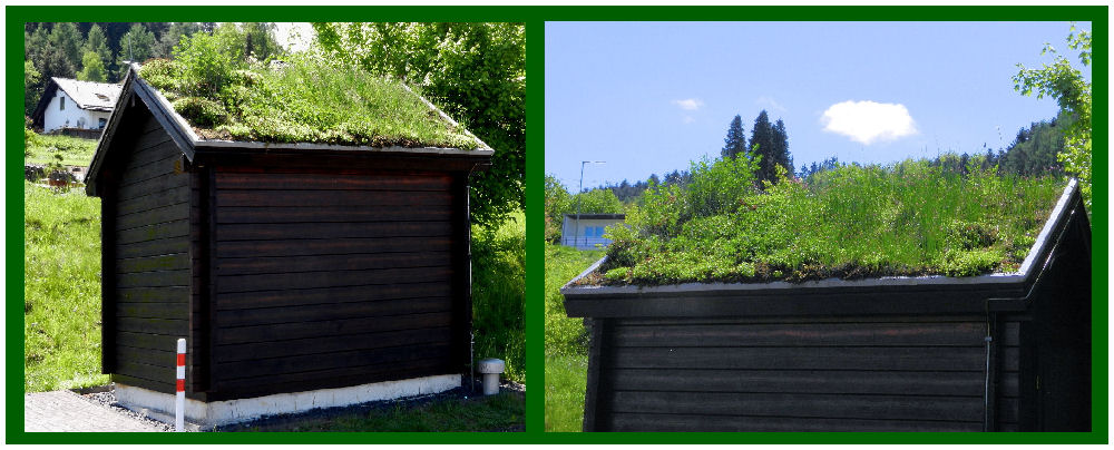 Ein "rasender" Dachgarten