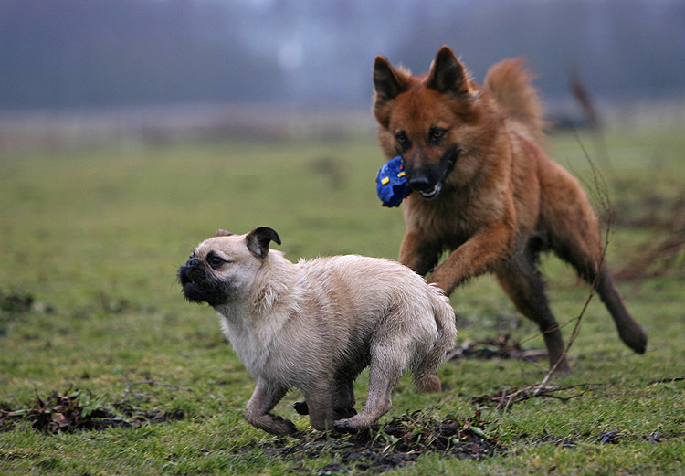 Ein Rassmo und ein Fuchs