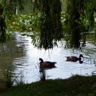 Ein Rastplatz am Teich