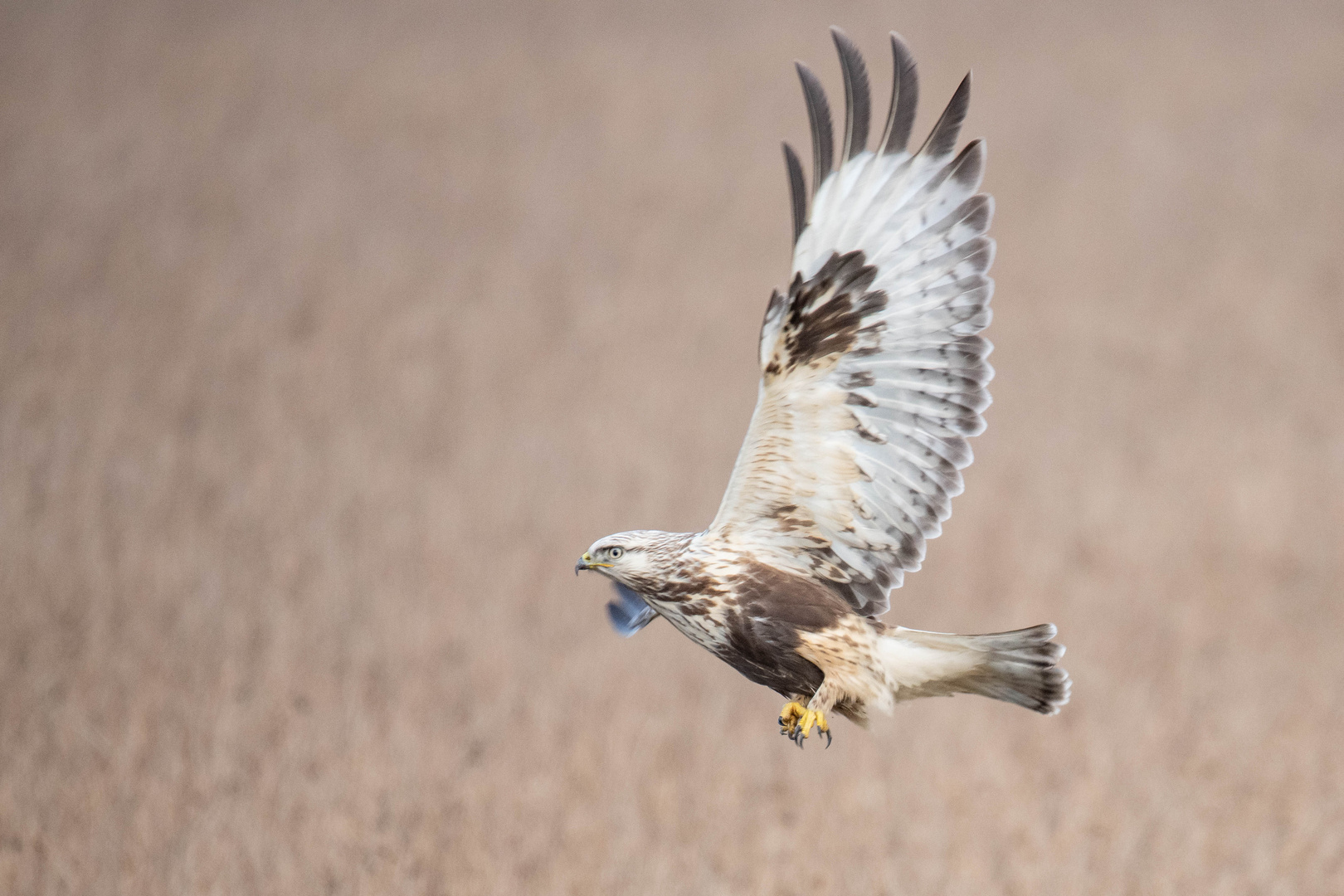 Ein Raufußbussard in seinem Winterrevier