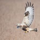 Ein Raufußbussard in seinem Winterrevier