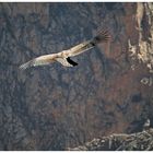 ein Raunen geht durch die wartende Menschenmenge....ein junger Kondor schwebt über dem Colca Canyon