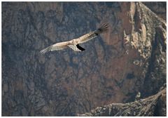 ein Raunen geht durch die wartende Menschenmenge....ein junger Kondor schwebt über dem Colca Canyon