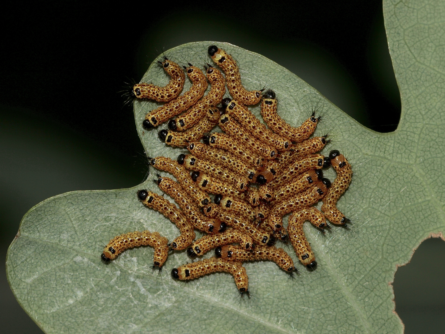 Ein "Raupenspiegel" von Jungraupen des Mondflecks (Phalera bucephala) auf Stieleiche