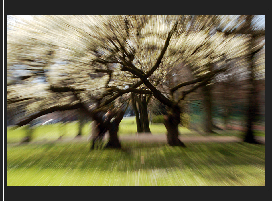 ein rausch im frühling