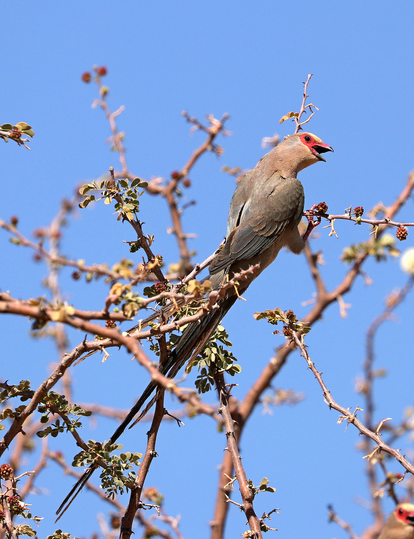 Ein redfaced mousebird oder auch Brillenmausvogel