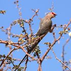 Ein redfaced mousebird oder auch Brillenmausvogel