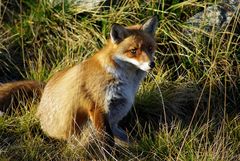 Ein regelmäßiger Besucher des Brockens im Harz