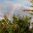 Ein Regenbogen in der Obstanlage...