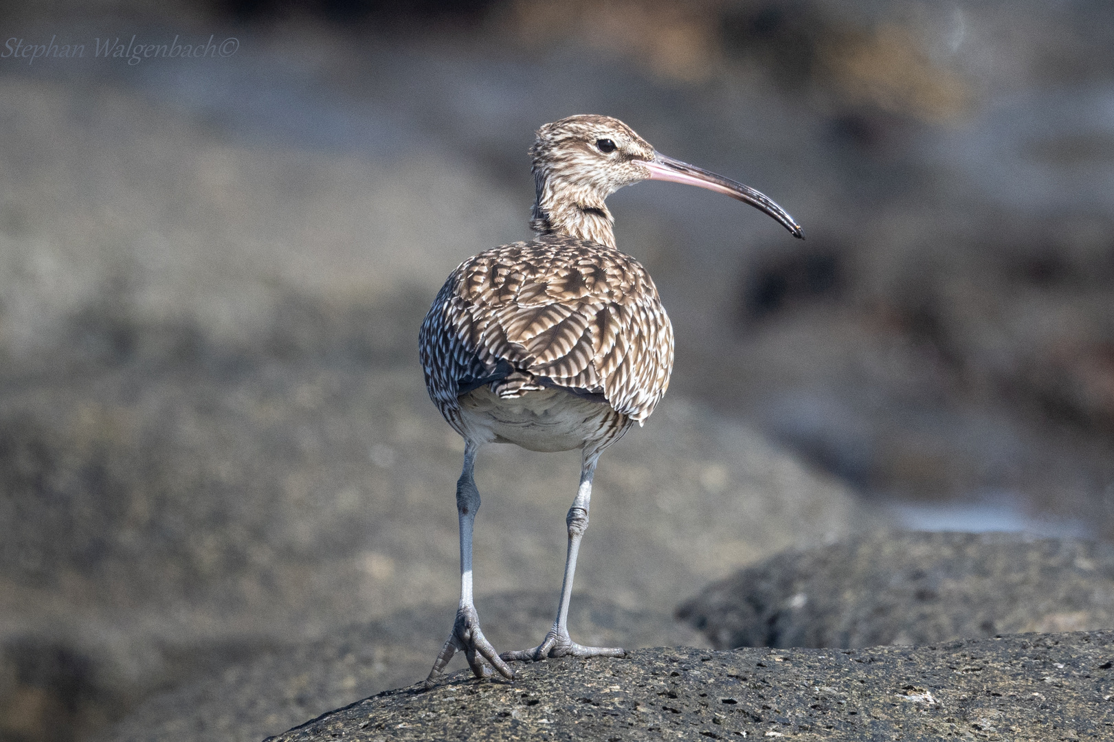 Ein Regenbrachvogel (Numenius phaeopus)