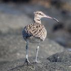 Ein Regenbrachvogel (Numenius phaeopus)