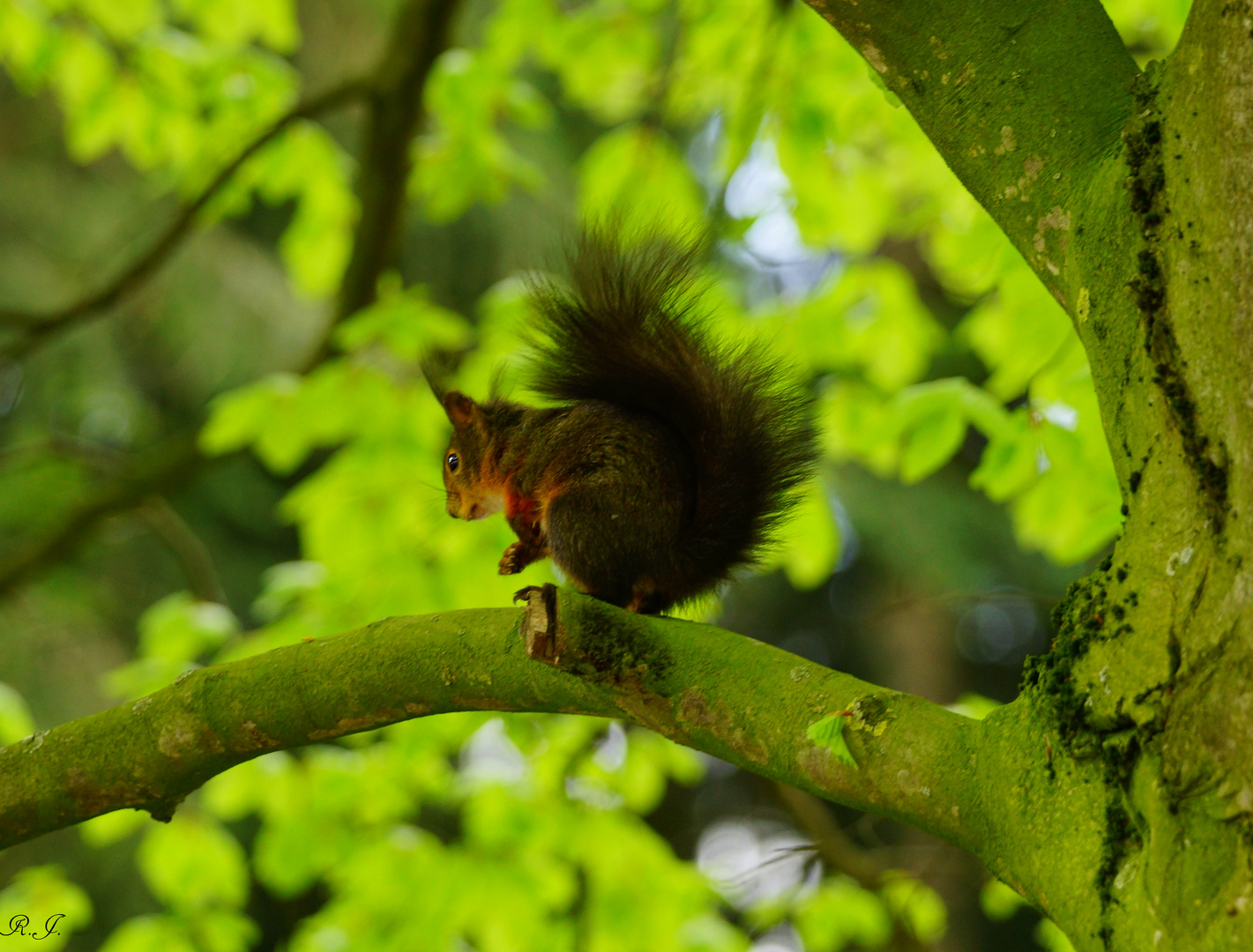 ein "Regenhörnchen" im Garten