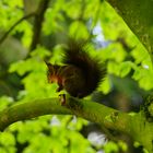 ein "Regenhörnchen" im Garten