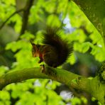 ein "Regenhörnchen" im Garten