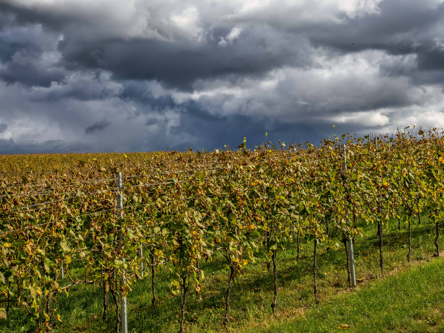 Ein Regenschauer zieht hinter dem Weinberg auf