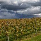 Ein Regenschauer zieht hinter dem Weinberg auf