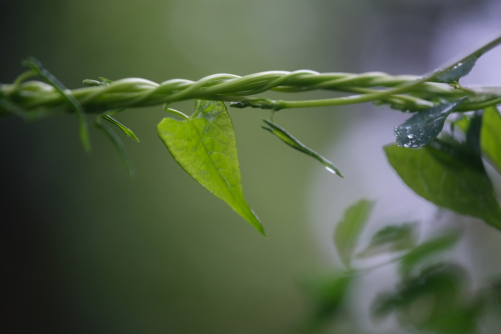 Ein Regensonntag im August