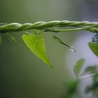 Ein Regensonntag im August