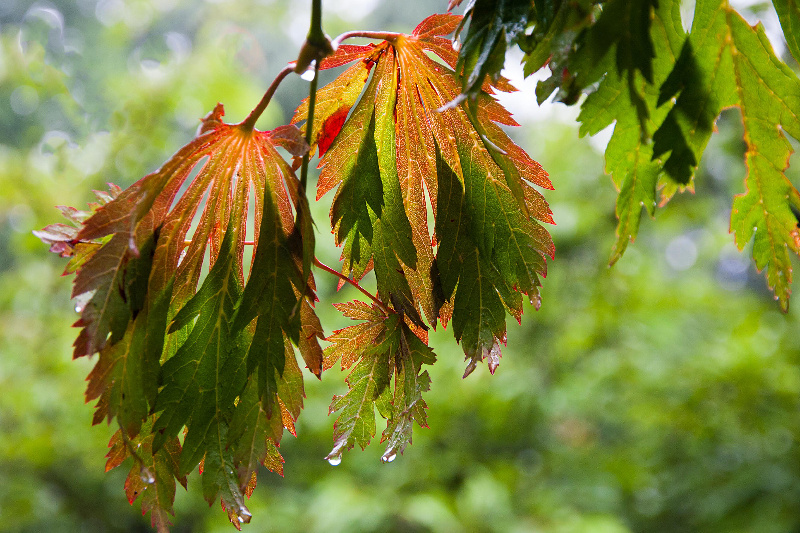 Ein Regentag