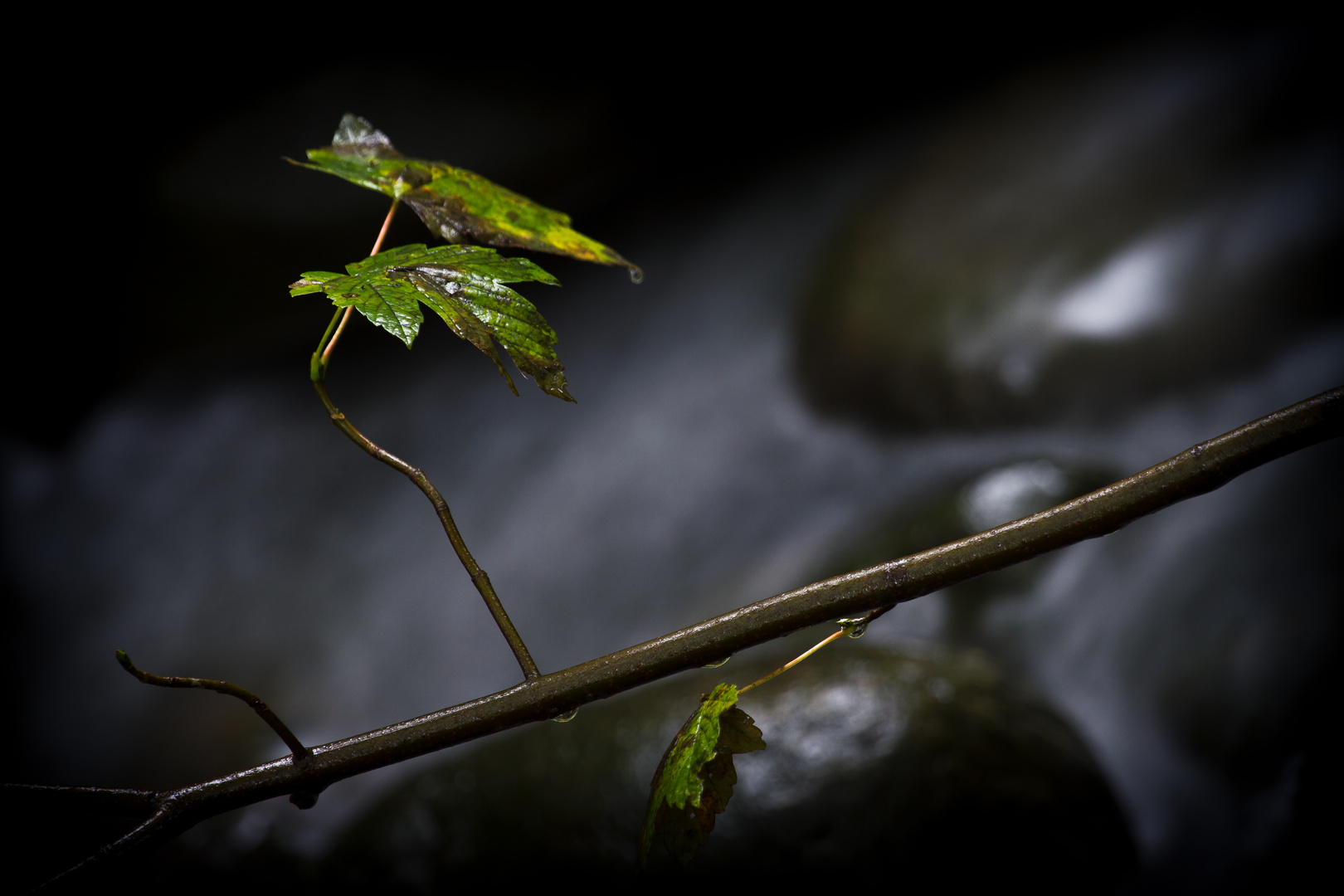 ein Regentag am Fluss