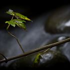 ein Regentag am Fluss