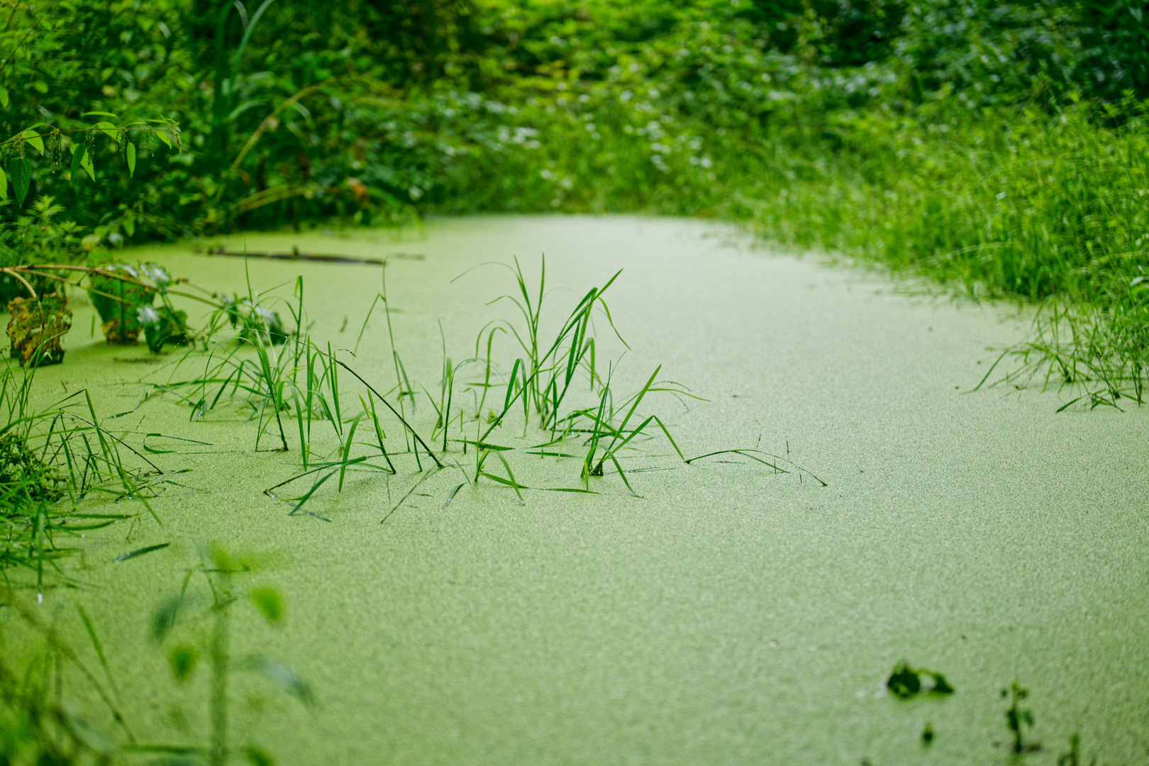 Ein Regentag am Waldteich