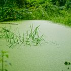 Ein Regentag am Waldteich