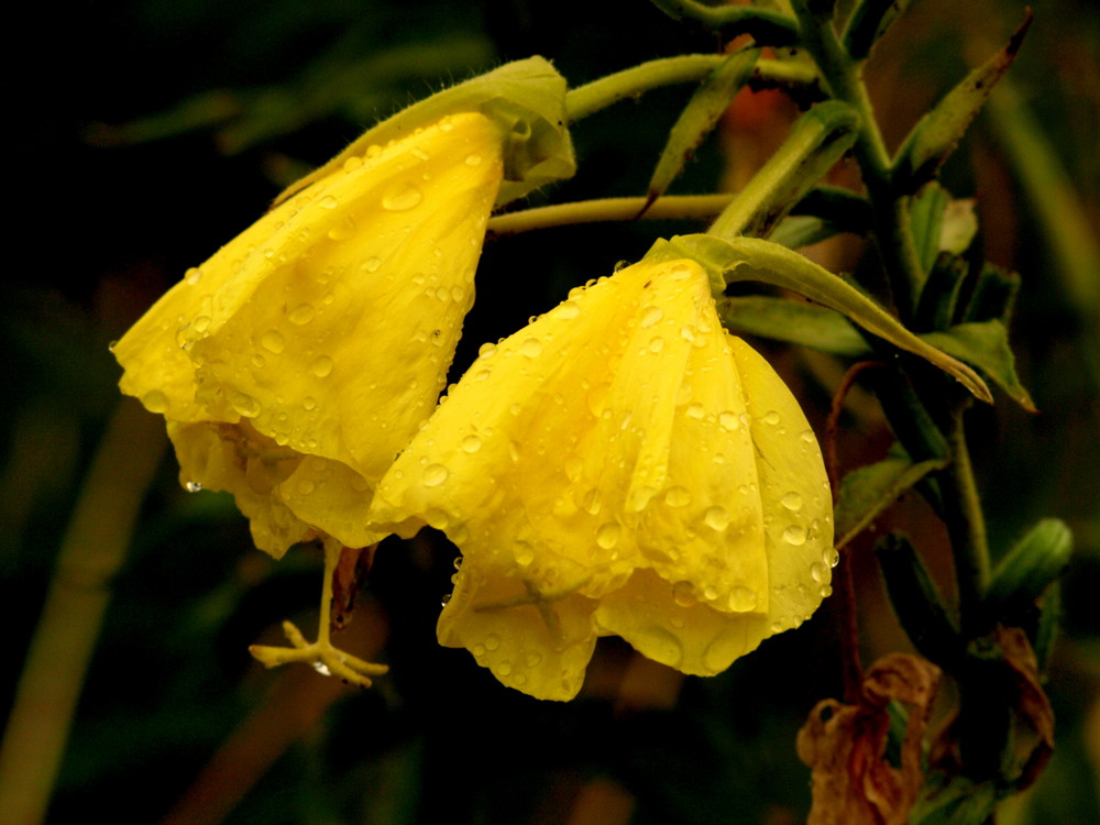 Ein Regentag...